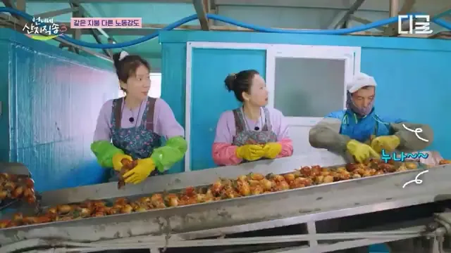 '언니네 산지직송3' 염정아·노윤서, 1.8톤 멍게 더미 앞에 멈춰선 이유